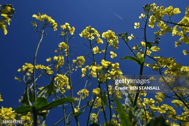 Growing Rapeseed 11,163 Rapeseed Plant Growth Stock Photos, High-Res Pictures, and ...