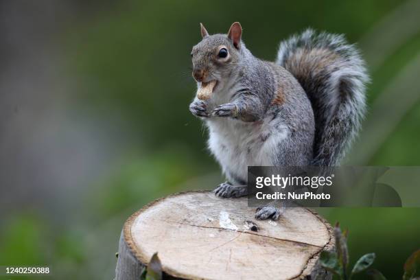 Detail view of a grey squirrel feeding on a monkey nut on a tree stump in Stockton on Tees on Monday 25th April 2022