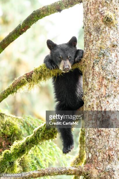 bear cub in a tree in alaska - animal offspring stock pictures, royalty-free photos & images