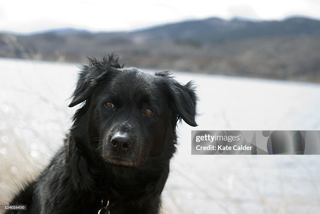 Black dog at mountain lake