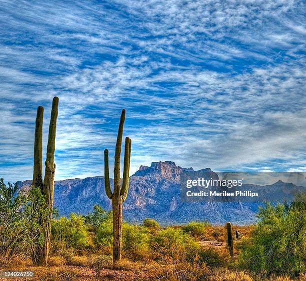 saguaro - phoenix arizona cactus stock pictures, royalty-free photos & images