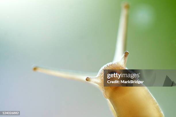 snail - snail stock pictures, royalty-free photos & images