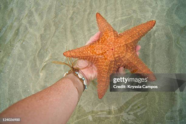 hand holding red cushion sea star - isla colon stock pictures, royalty-free photos & images