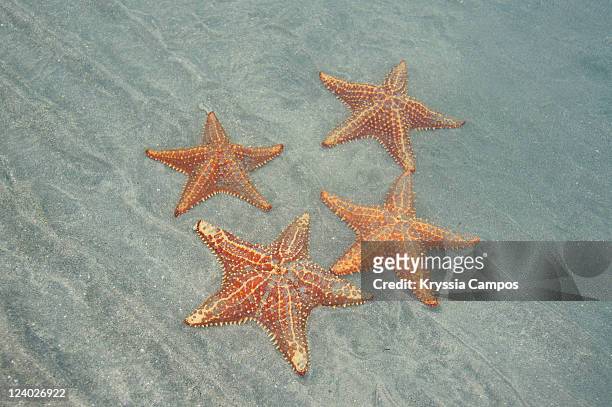 starfish on beach - isla colon stock pictures, royalty-free photos & images
