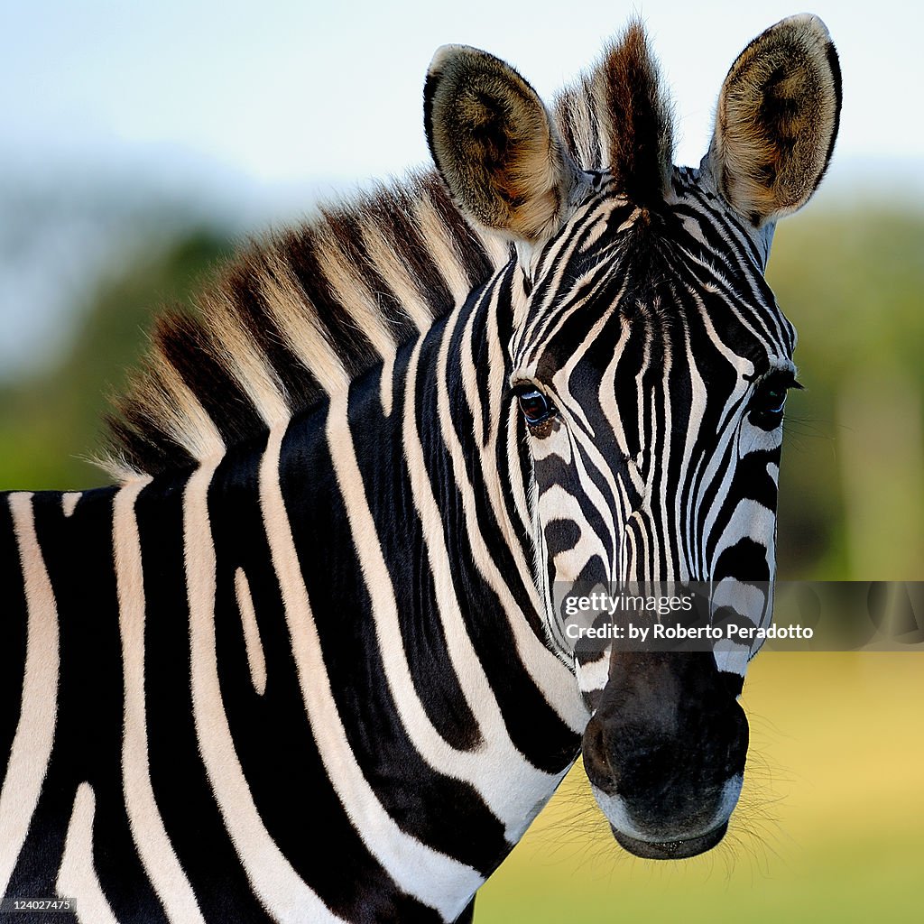 Zebra