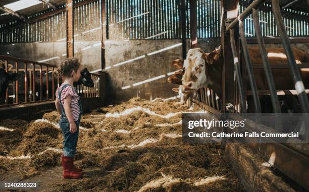 child looking at a cow - cows farm stock-fotos und bilder