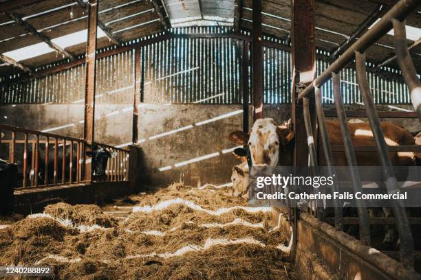 cows in a large cattle shed - cultivated meat stock pictures, royalty-free photos & images