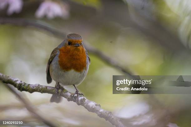 Robins In England Robin Uk Bird Photos and Premium High Res Pictures - Getty Images