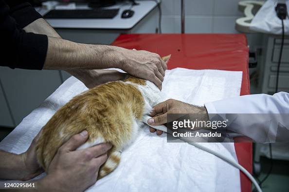A Veterinary examines a cat at Ankara University Animal Hospital... News  Photo - Getty Images