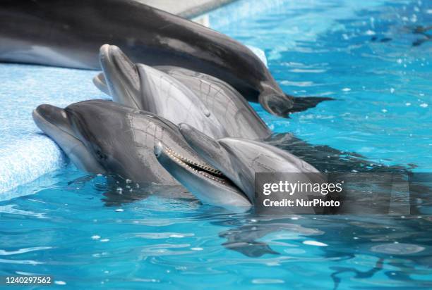 Dolphins that were evacuated from a dolphinarium at Kharkiv swim in the pool at Odesa's dolphinarium 'Nemo', amid Russia's invasion of Ukraine, in...