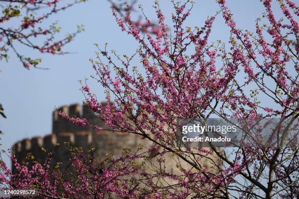 An aerial view of Rumelian Fortress among Judas Tree bloom during the spring time in Istanbul, Turkiye on April 28, 2022.
