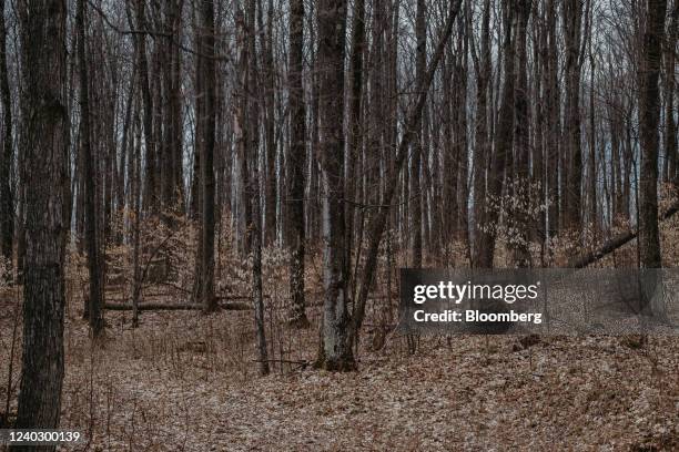 Pigeon River Country State Forest in Vanderbilt, Michigan, U.S., on Wednesday, April 20, 2022. A flurry of state and local governments in the U.S....