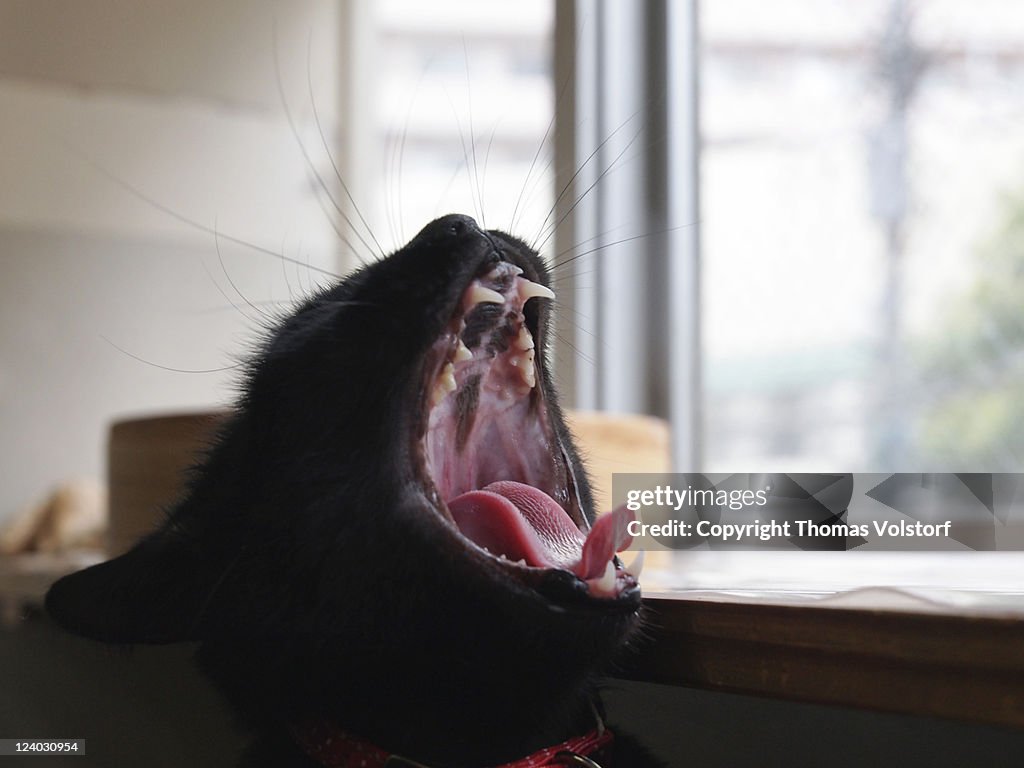 Cat yawn