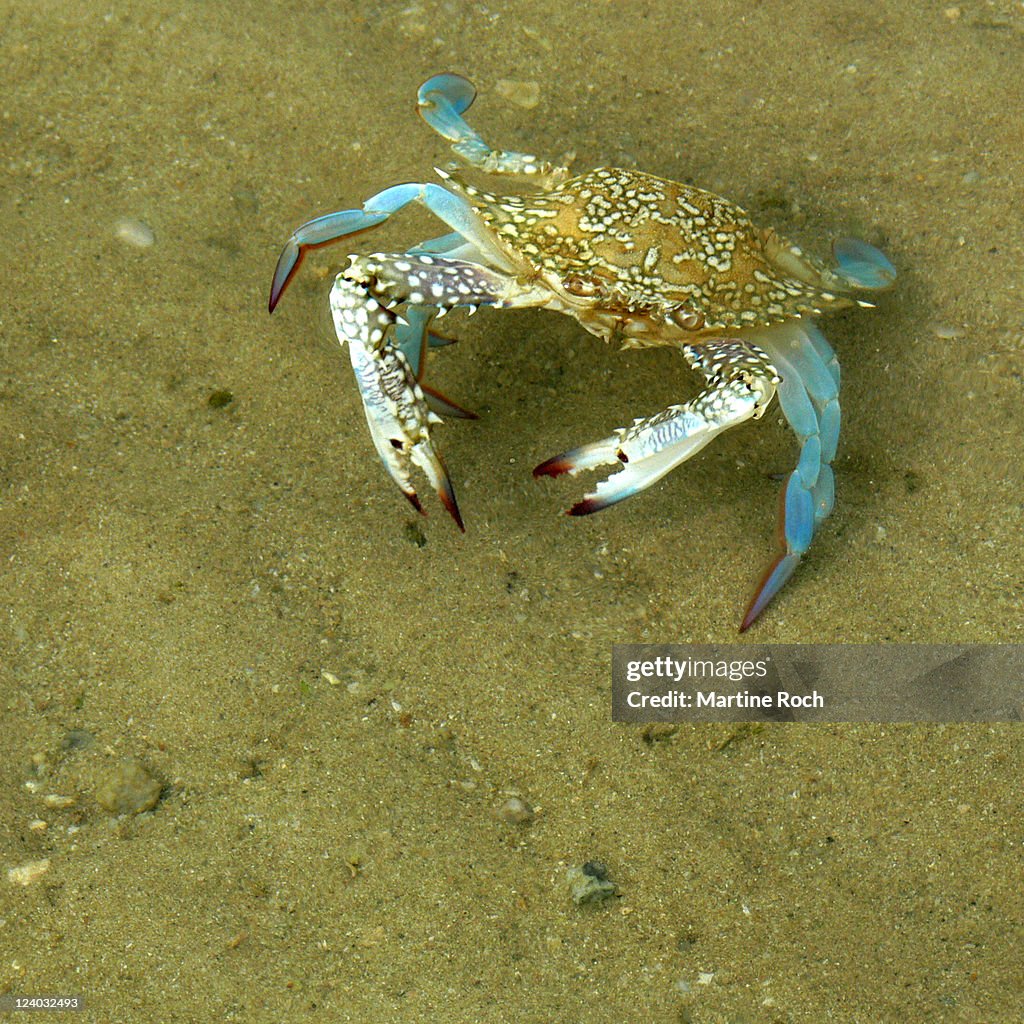 Crab