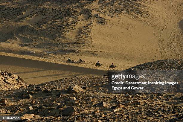 camel in desert - desertman foto e immagini stock