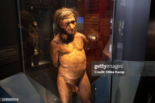 Neanderthal man at the human evolution exhibit at the Natural History Museum on 27th April 2022 in London, United Kingdom. The museum exhibits a vast...