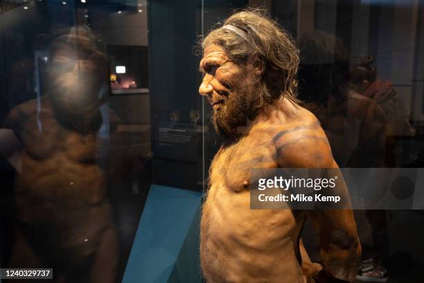 Neanderthal man at the human evolution exhibit at the Natural History Museum on 27th April 2022 in London, United Kingdom. The museum exhibits a vast...