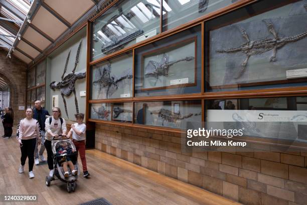 Visitors interact with Plesiosaur fossils at the Natural History Museum on 27th April 2022 in London, United Kingdom. The Plesiosauria or plesiosaurs...