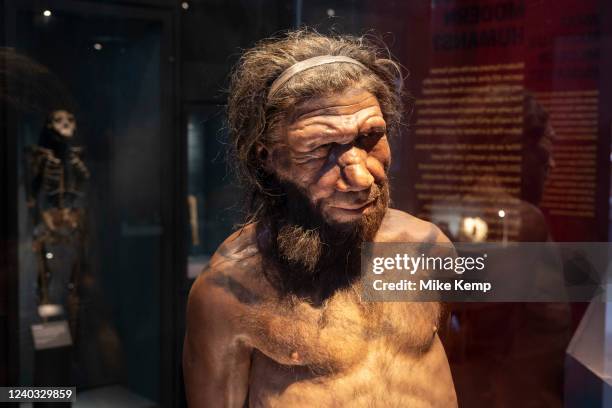 Neanderthal man at the human evolution exhibit at the Natural History Museum on 27th April 2022 in London, United Kingdom. The museum exhibits a vast...