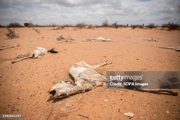 The carcass of goats lies in the sand on the outskirts of Dollow, Somalia. People from across Gedo in Somalia have been displaced due to drought...