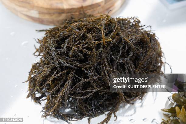 Seaweed based food products pictured at the launch of the first 'algae month' to promote seaweed as a source of protein, in Oostende, Saturday 30...