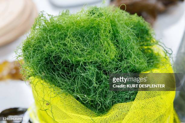 Seaweed based food products pictured at the launch of the first 'algae month' to promote seaweed as a source of protein, in Oostende, Saturday 30...