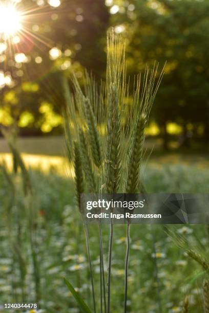 urban wildflower meadow, london, england - korenbloem stockfoto's en -beelden