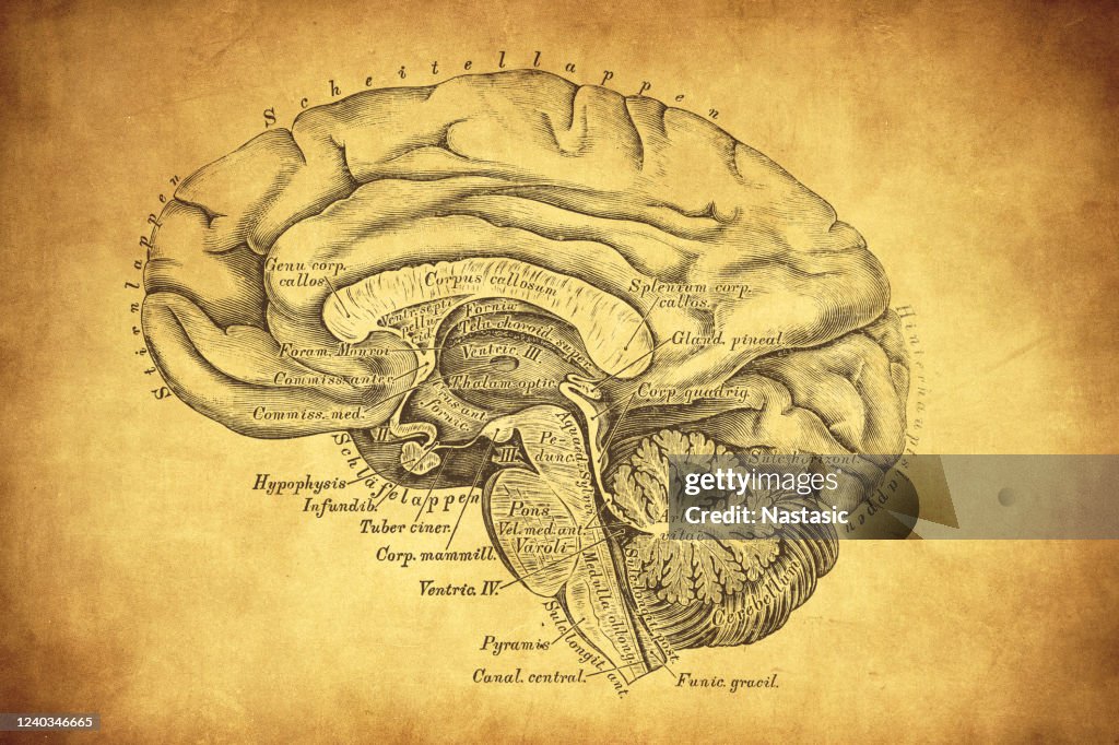 Section médiane sagittale à travers le grand et le petit cerveau