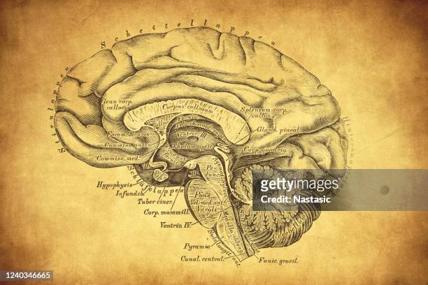 通過大和小大腦的射手中段 - cerebral hemisphere 幅插畫檔、美工圖案、卡通及圖標
