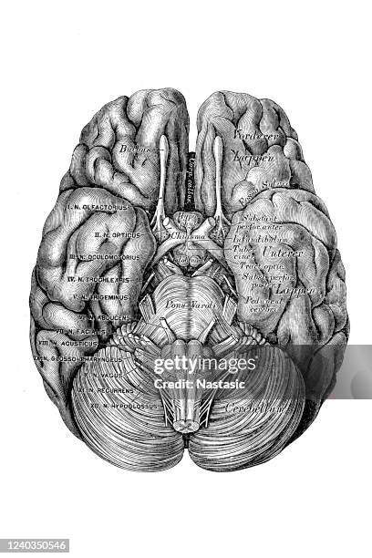 Bottom View Of The Brain Base High-Res Vector Graphic - Getty Images