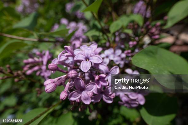 Close up at the Common Lilac scientifically known as Syringa vulgaris blossoms of the bush blooming, a plant famous for its scent, as seen in...