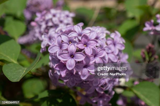 Close up at the Common Lilac scientifically known as Syringa vulgaris blossoms of the bush blooming, a plant famous for its scent, as seen in...