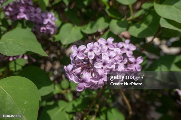 Close up at the Common Lilac scientifically known as Syringa vulgaris blossoms of the bush blooming, a plant famous for its scent, as seen in...