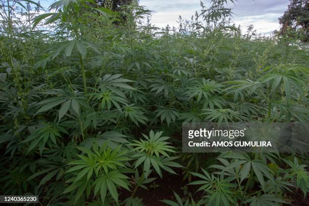 Industrial cannabis crop belonging to Zakeyu Matumba, an industrial cannabis farmer and Chairman of Tilitonse Crop Production Cooperative grows in a...