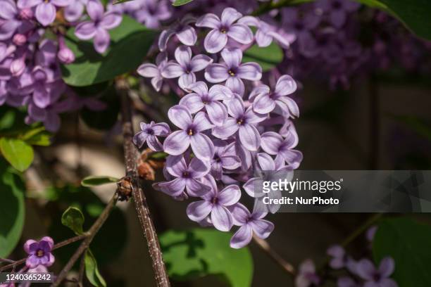 Close up at the Common Lilac scientifically known as Syringa vulgaris blossoms of the bush blooming, a plant famous for its scent, as seen in...