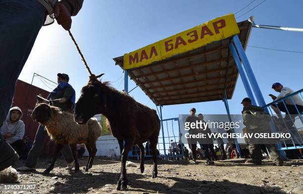 People buy sheeps at an outdoor livestock market in Tokmak, some 60 kilometres from Bishkek, on May 1, 2022 on the eve of the Muslim Eid al-Fitr...
