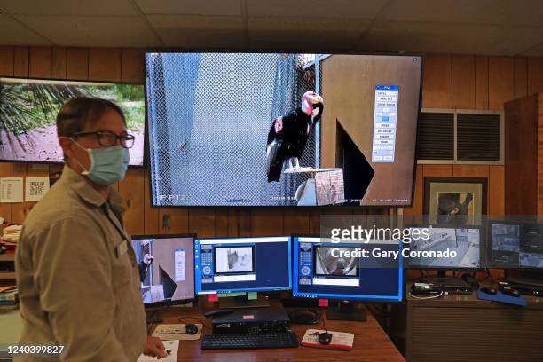 Mike Clark, animal keeper, with Oyosow, a breeding male condor, on a monitor at the California Condor Recovery Program at the Los Angeles Zoo on...