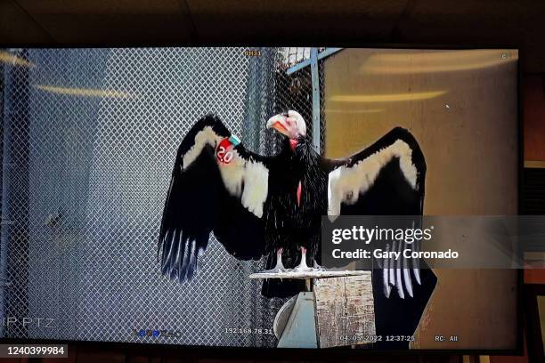 Oyosow, a breeding male condor, seen on a monitor at the California Condor Recovery Program at the Los Angeles Zoo on Tuesday, April 5, 2022 in Los...