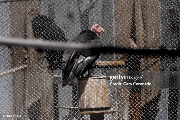 Condors at the California Condor Recovery Program at the Los Angeles Zoo on Tuesday, April 5, 2022 in Los Angeles, CA. The LA Zoo has five breeding...