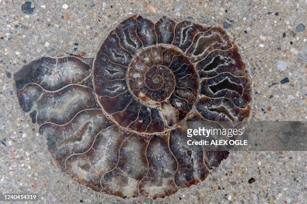 The fossil of an ammonite is embedded in the new pavement of a shopping area in Bangkok on May 3, 2022. - Experts from Thailand's Ministry of Natural...