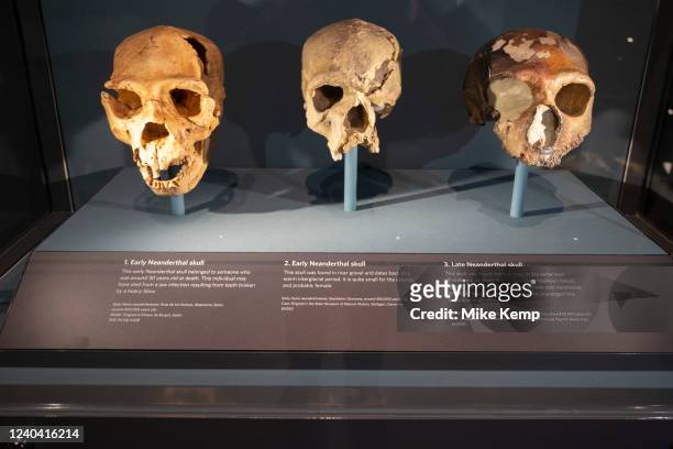 Human Evolution exhibition at the Natural History Museum on 27th April 2022 in London, United Kingdom. The museum exhibits a vast range of specimens...