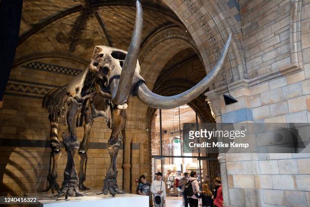 Fossilised skeleton of an American Mastodon, an Ice Age relative of the elephant at the Natural History Museum on 27th April 2022 in London, United...