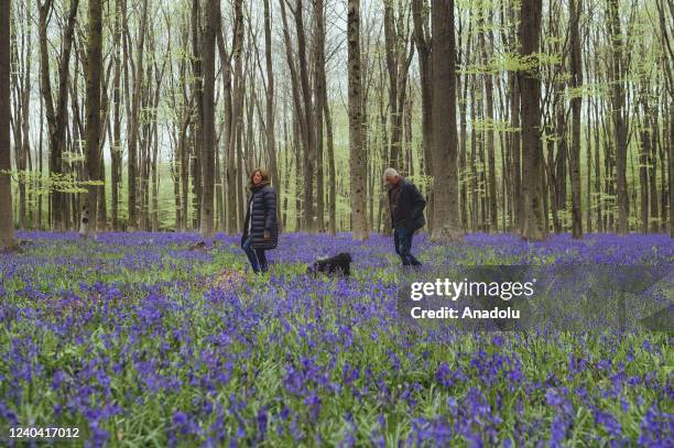 Nick and Jo Osborne from the Basingstoke area are seen walking around with their dog in the famous bluebell fields in Micheldever Woods near...