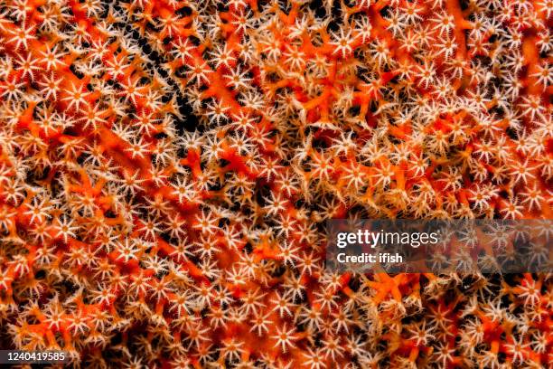 gorgonian coral: een voor iedereen, alles voor een! rode schoonheid van raja ampat, indonesië - hoornkoraal stockfoto's en -beelden