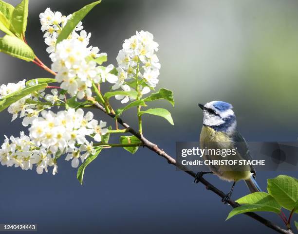 Bluetit sits at a prunus branch in a garden in Eichenau, southern Germany, during sunny spring weather on May 3, 2022.