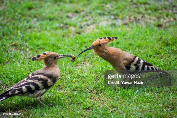 Hoopoes sharing a grubs at a field on May 03, 2022 in Srinagar, the summer capital of Indian administered Kashmir, India. Hoopoes are colourful birds...