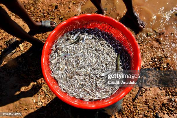 Photo of fish in a bucket caught from the Kaptai Lake in Chittagong, Bangladesh on April 20, 2022.