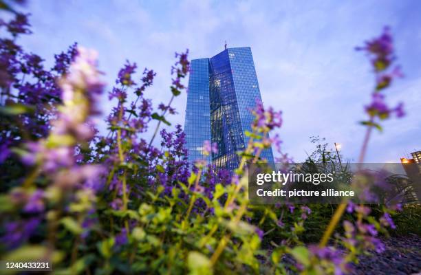 May 2022, Hessen, Frankfurt/Main: The European Central Bank headquarters stands behind flowers on the banks of the Main River in the early morning...