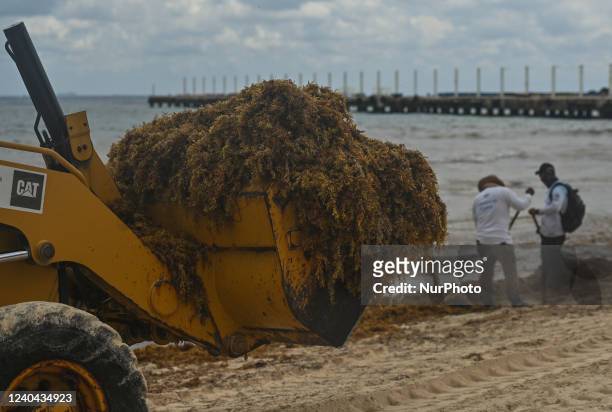 Cleaning on the main beach in the center of Playa del Carmen, covered with sargassum seaweed. On Friday, 29 April 2022, in Playa Del Carmen, Quintana...