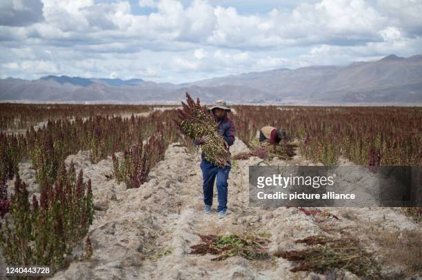 April 2022, Bolivia, Challapata: Smallholder farmers harvest quinoa. Quinoa is considered extremely resilient and grows even under extreme climatic...